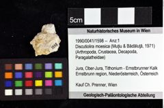 Foto (Objket + Etiketten) von Longodromites sp. 